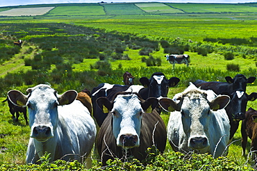 Herd of cattle with calves near Doonbeg, County Clare, West of Ireland