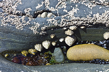 Rockpool with barnacles, mussels, limpets and seaweed at Kilkee, County Clare, West Coast of Ireland