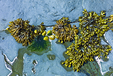 Bladderwrack bladder seaweed and limpets on the rocks in Kilkee, County Clare, West Coast of Ireland