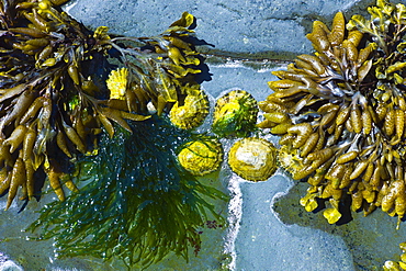 Bladderwrack bladder seaweed and limpets on the rocks in Kilkee, County Clare, West Coast of Ireland