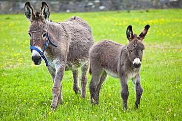 Donkey mare and foal in Connemara, County Galway, Ireland