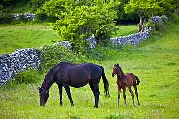 Irish mare horse and foal, County Galway, Ireland