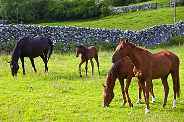 Irish horses and foal, County Galway, Ireland