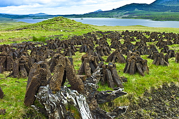 Stacks of turf, in process called footing, drying on peat bog, by Lough Inagh near Recess in Connemara, County Galway, Ireland