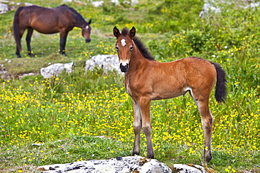 Connemara pony mare and foal in buttercup meadow, Connemara, County Galway, Ireland