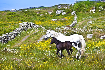 Connemara pony grey mare and foal in buttercup meadow, Connemara, County Galway, Ireland