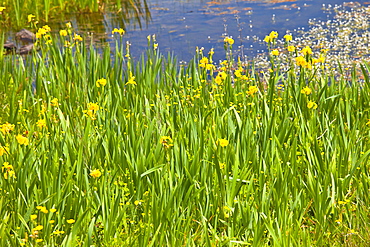 Yellow flag iris among wildflowers by Lough Inagh, Connemara, County Galway, Ireland