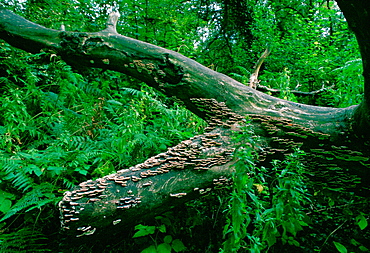 Bracket Fungus on a tree