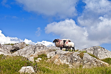 Black-faced mountain sheep on the Old Bog Road near Roundstone, Connemara, County Galway, Ireland