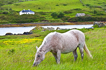 Connemara pony grazing near Cleggan, Connemara, County Galway, West Coast of Ireland