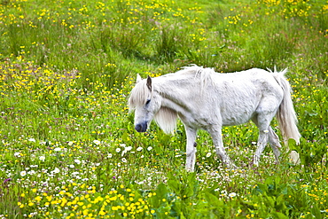 Malnourished thin and boney Connemara pony in Connemara, County Galway