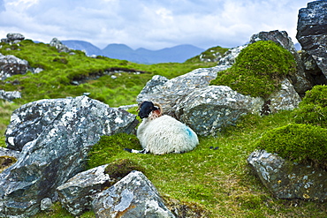 Mountain sheep ram sheltering among rocks on the Old Bog Road near Roundstone, Connemara, County Galway