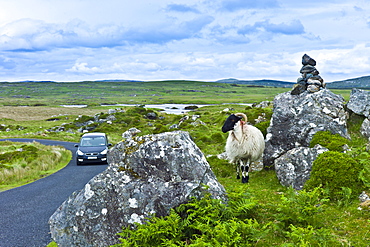 Mountain sheep ram watching traffic on the Old Bog Road near Roundstone, Connemara, County Galway