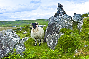 Mountain sheep ram shelted by rocks on the Old Bog Road near Roundstone, Connemara, County Galway