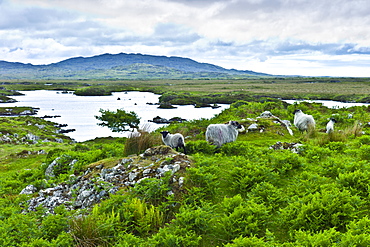 Mountain sheep and windblown tree on the Old Bog Road, near Roundstone, Connemara, County Galway