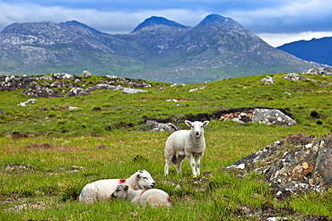 Mountain sheep on the Old Bog Road, near Roundstone, Connemara, County Galway