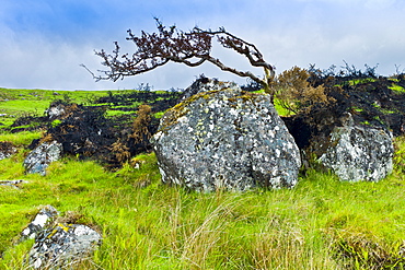 Windswept Tree on the Old Bog Road, Connemara, County Galway, Ireland