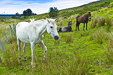 Connemara ponies on hill slope, Connemara, County Galway, Ireland