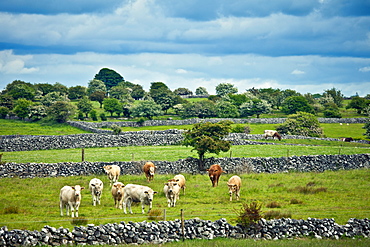 Cows in dry stone wall paddock near Ballinrobe, County Mayo, Ireland