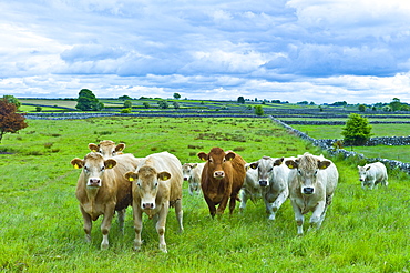 Cows in dry stone wall paddock near Ballinrobe, County Mayo, Ireland