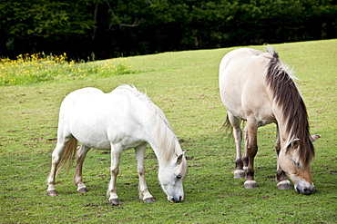 Welsh ponies grazing in Snowdonia, Gwynedd, Wales