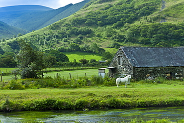 Welsh pony in typical Welsh mountain landscape at Abergynolwyn in Snowdonia, Gwynedd, Wales