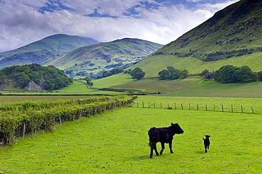 Welsh black cow and calf in valley meadow at Llanfihangel, Snowdonia, Gwynedd, Wales