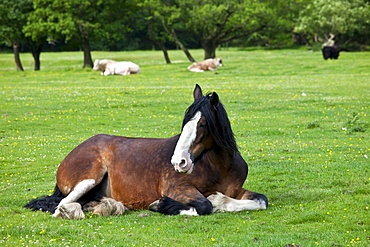 Welsh horse lying down in meadow in Snowdonia, Gwynedd, Wales