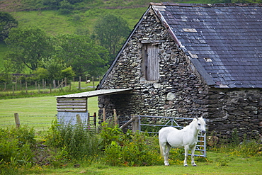 Welsh pony in typical Welsh mountain landscape at Abergynolwyn in Snowdonia, Gwynedd, Wales