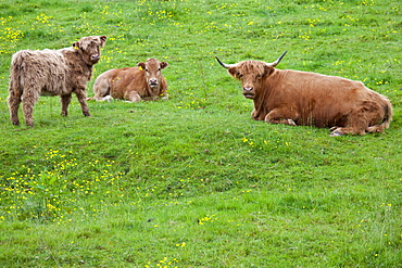 Highland Cattle in meadow at Ceri (Kerry) Montgomeryshire, Powys, Wales