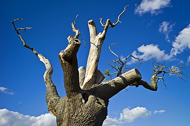 Dying oak tree in Oxfordshire, England