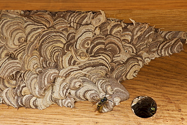 Wasps making a wood pulp nest on oak beams, United Kingdom