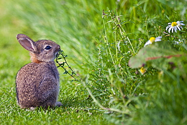 Wild young rabbit sniffing wildflower in country garden, The Cotswolds, Oxfordshire, United Kingdom