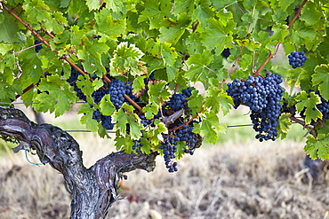 Merlot grapes ripe for harvesting from the vine in Bordeaux region of France