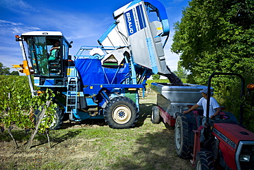 Wine harvest, the vendange, of Merlot grapes by vine tractor at Chateau Fontcaille Bellevue, in Bordeaux region of France