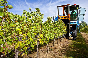 Wine harvest, the vendange, of Merlot grapes by vine tractor at Chateau Fontcaille Bellevue, in Bordeaux region of France