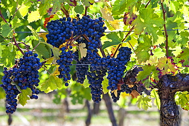 Ripe Merlot grapes on an ancient vine at Chateau Fontcaille Bellevue, in Bordeaux region of France