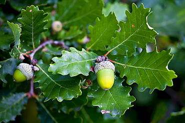 Acorns on oak tree Bordeaux region, France