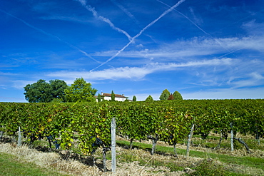 Cabernet Sauvignon grapes ripe for harvesting at Chateau Fontcaille Bellevue in Bordeaux wine region of France