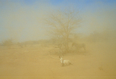 Drought scene as a sandstorm engulfs donkeys trying to shelter by a tree, Burkina Faso (formerly Upper Volta)