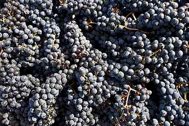 Freshly picked ripe Merlot grapes harvest at famous Chateau Petrus wine estate at Pomerol in Bordeaux region, France