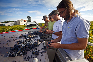 Wine harvest, vendange, Cabernet Franc grapes sorted by hand at Chateau Lafleur at Pomerol in Bordeaux region of France