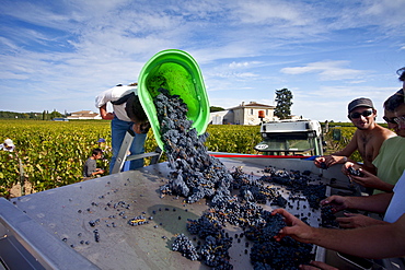 Wine harvest, vendange, Cabernet Franc grapes picked and sorted by hand at Chateau Lafleur, Pomerol, Bordeaux, France