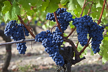 Merlot grapes on ancient vine at Chateau Lafleur at Pomerol in the Bordeaux region of France