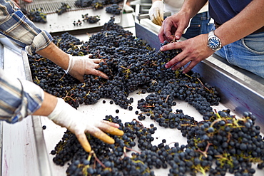 Sorting grapes by hand at famous Chateau Petrus wine estate at Pomerol in Bordeaux, France