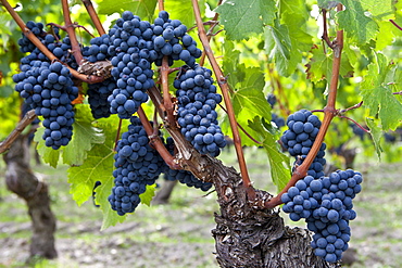 Ripe Cabernet Franc grapes on ancient vine in sandy soil at Chateau Cheval Blanc in St Emilion in the Bordeaux region of France