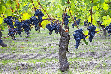 Ripe Cabernet Franc grapes on ancient vine in sandy soil at Chateau Cheval Blanc in St Emilion in the Bordeaux region of France