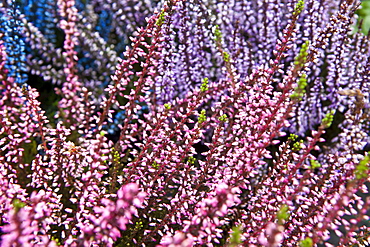 Colourful heather plants at garden centre in the Bordeaux region of France