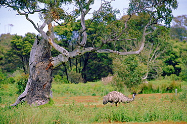 An emu roaming in the Australian bush.