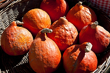 Fresh pumpkin, petit marron, on sale at food market at Sauveterre-de-Guyenne, Bordeaux, France